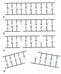 Tvorba dvojných zlomů z blízkých jednoduchých zlomů