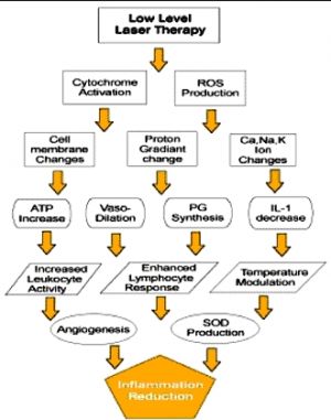 Schéma protizánětlivého účinku terapeutického laseru