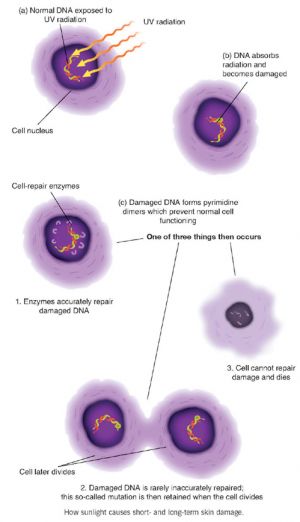 Poškození buňky UV zářením