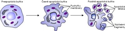 Tři hlavní stádia apoptózy