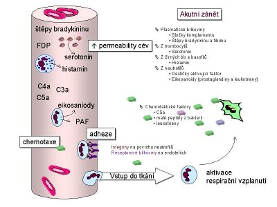 Akutní zánětlivá odpověď
