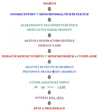 Buněčná odezva na ozáření terapeutickým laserem